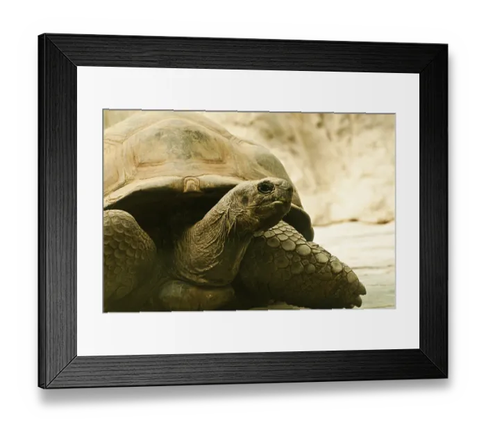 Framed Print : Close-up of a tortoise resting on stone