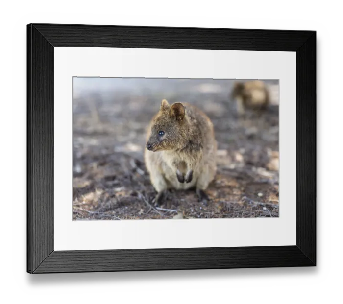 Framed Print : Quokka (Setonix brachyurus), Rottnest Island