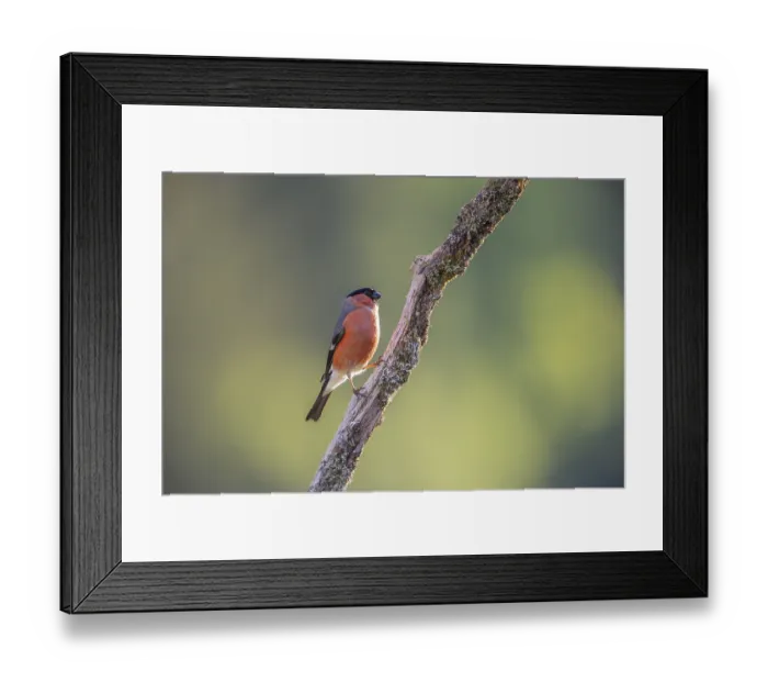 Framed Print : Eurasian Bullfinch, Common Bullfinch or Bullfinch (Pyrrhula pyrrhula) Framed Print : Eurasian Bullfinch, Common Bullfinch or Bullfinch (Pyrrhula pyrrhula)