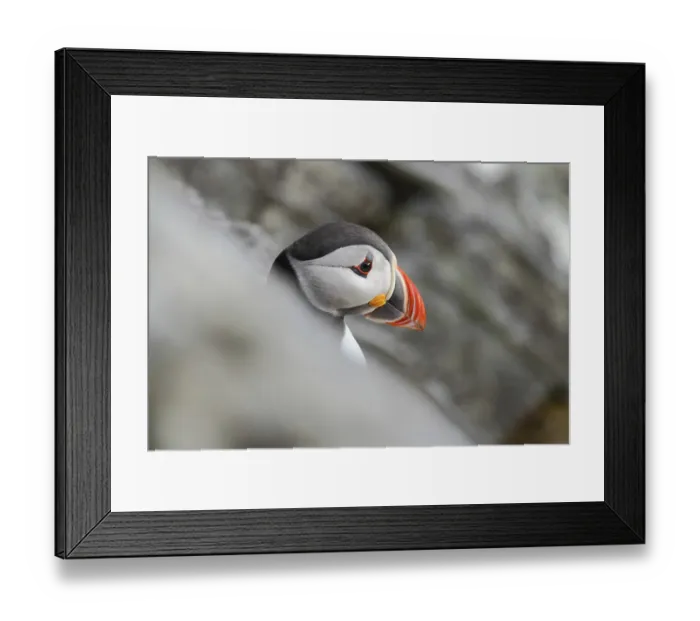 Framed Print : Puffin Fratercula artica on Runde Island, Norway