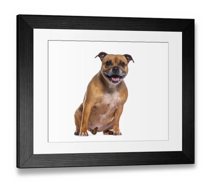 Framed Print : Happy staffordshire bull terrier sitting and panting on a white background Framed Print : Happy staffordshire bull terrier sitting and panting on a white background