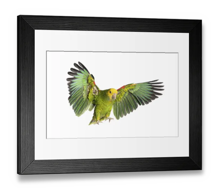Framed Print : Yellow headed amazon parrot flying with open wings on white background Framed Print : Yellow headed amazon parrot flying with open wings on white background