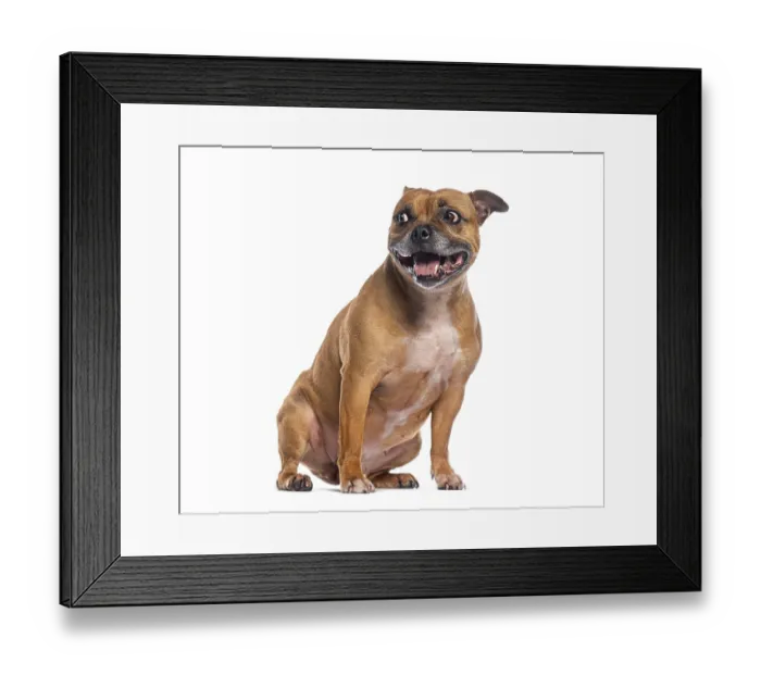 Framed Print : Happy staffordshire bull terrier sitting and leering away on white background