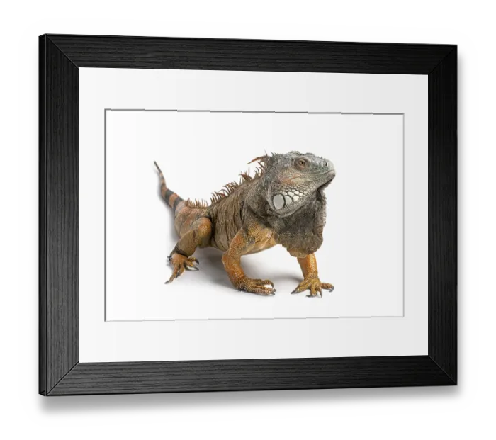 Framed Print : Green iguana showing orange and grey scales Framed Print : Green iguana showing orange and grey scales