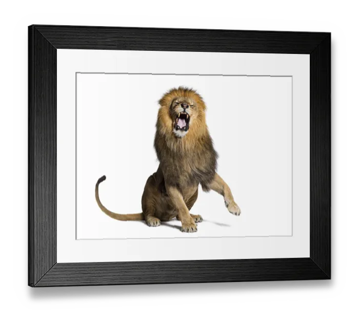 Framed Print : Lion sitting pulling a face, looking at the camera and showing its teeth with a raised paw Framed Print : Lion sitting pulling a face, looking at the camera and showing its teeth with a raised paw