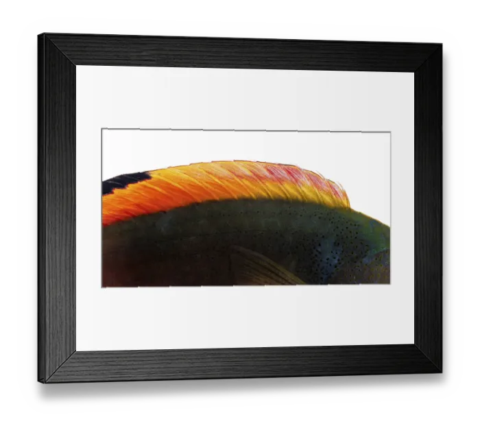 Framed Print : Colorful dorsal fin of a scott's wrasse Framed Print : Colorful dorsal fin of a scott's wrasse