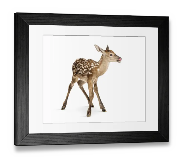 Framed Print : Adorable red deer fawn, cervus elaphus Framed Print : Adorable red deer fawn, cervus elaphus