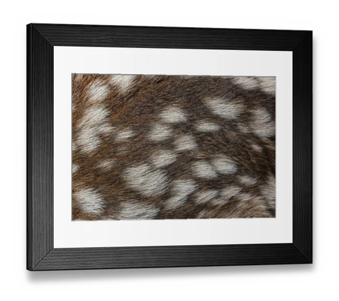 Framed Print : Detailed macro photograph capturing the unique spotted coat of a newborn red deer fawn