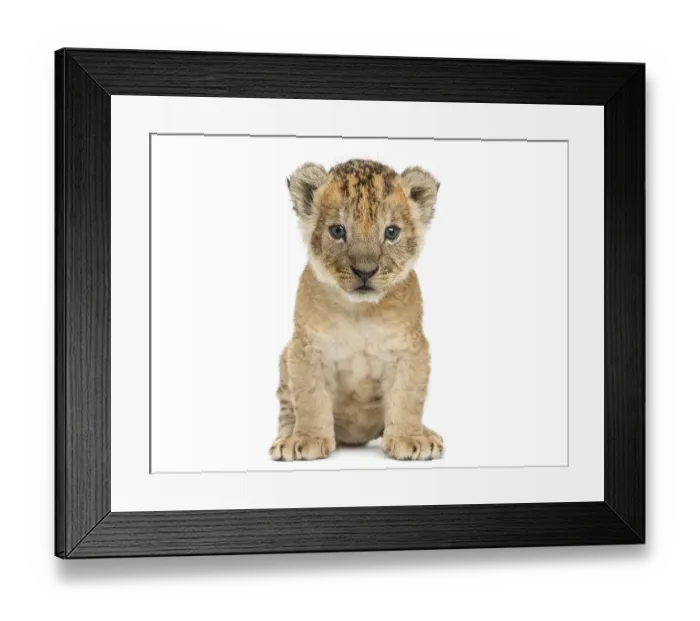 Framed Print : Lion cub sitting, looking at the camera