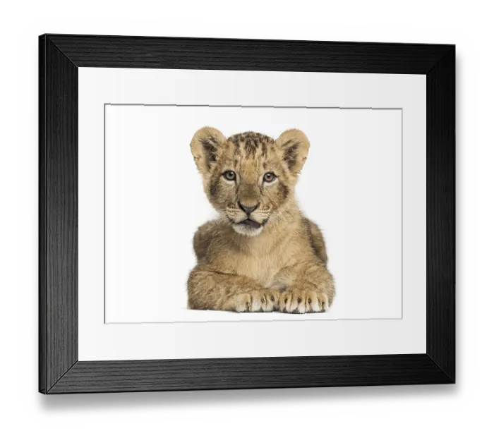 Framed Print : Lion cub lying, looking at the camera