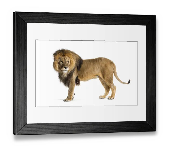 Framed Print : Side view of a Male adult lion looking back
