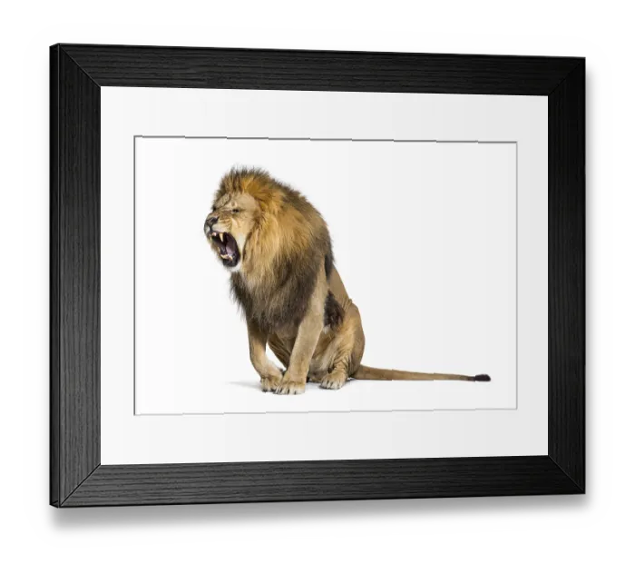 Framed Print : Sitting Lion, roaring and showing his fangs aggressively