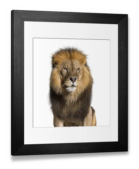 Framed Print : Head shot of a Lion looking away