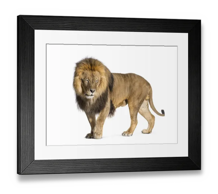 Framed Print : Male adult lion eyes closed, Panthera leo