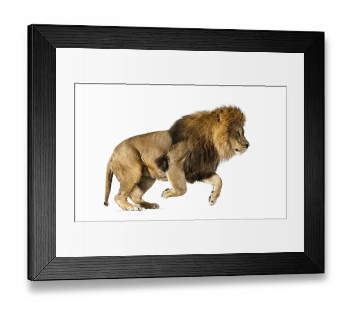 Framed Print : Side view of a lion jumping, isolated on white