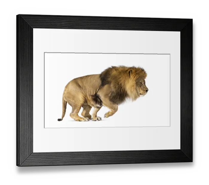 Framed Print : Male adult lion, Panthera leo, leaping