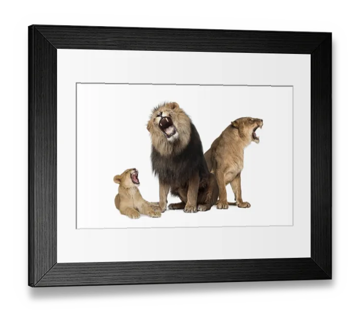 Framed Print : Family of lion, Male, female and lion cub together Framed Print : Family of lion, Male, female and lion cub together