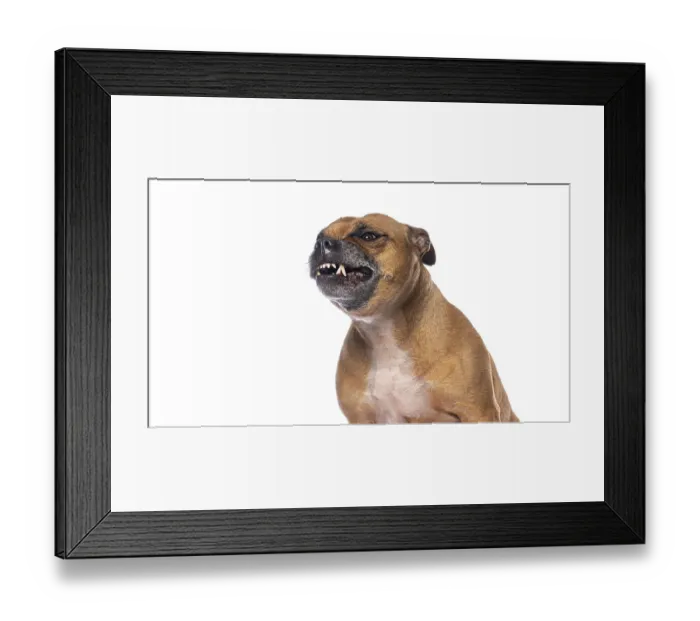 Framed Print : Brown staffordshire bull terrier growling and snarling Framed Print : Brown staffordshire bull terrier growling and snarling