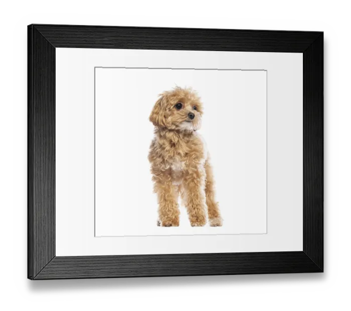 Framed Print : Charming Maltipoo puppy with fluffy apricot fur Framed Print : Charming Maltipoo puppy with fluffy apricot fur