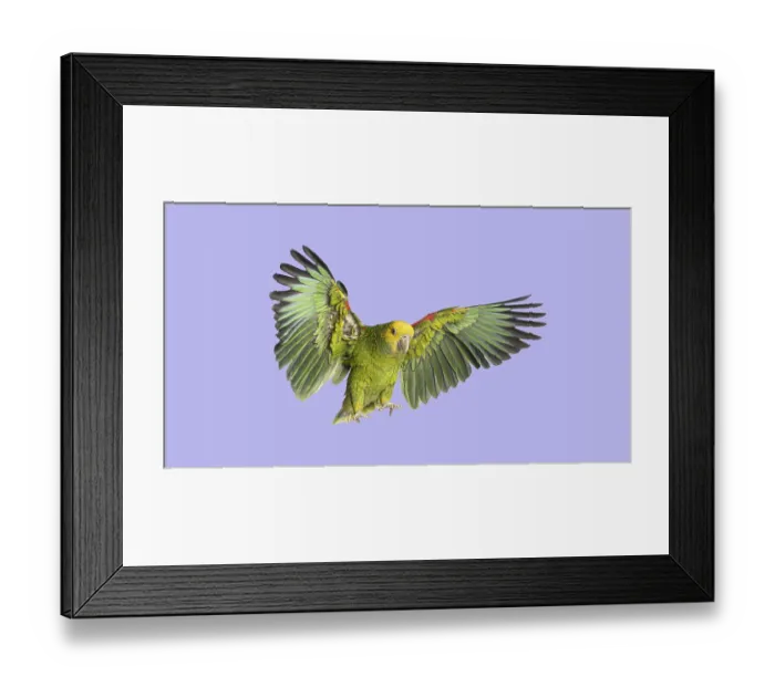 Framed Print : Green Amazon parrot flying with fully extended wings on a vibrant purple background Framed Print : Green Amazon parrot flying with fully extended wings on a vibrant purple background