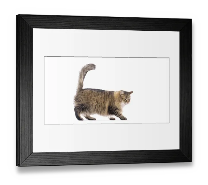 Framed Print : Playful European cat walking with its tail up Framed Print : Playful European cat walking with its tail up