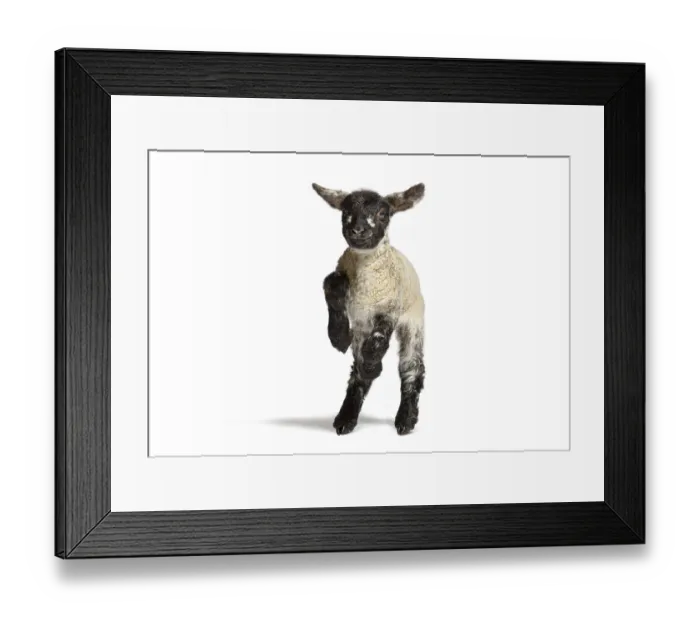 Framed Print : Playful four days old lamb jumping on a white background