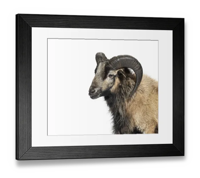 Framed Print : Studio shot of a cameroon sheep looking sideways against a white background