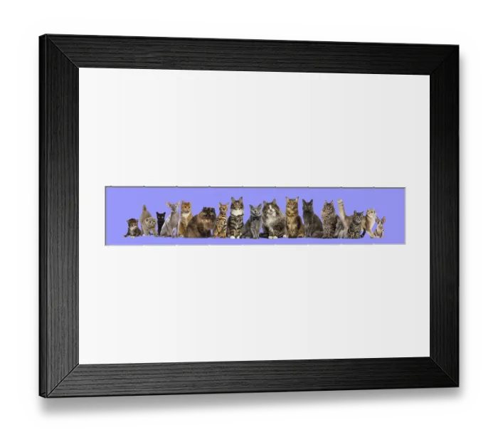 Framed Print : Many different breeds of cats sitting in a row on a purple background Framed Print : Many different breeds of cats sitting in a row on a purple background
