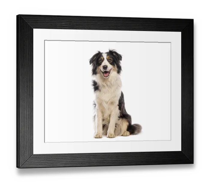 Framed Print : Happy australian shepherd dog sitting and panting on a white background