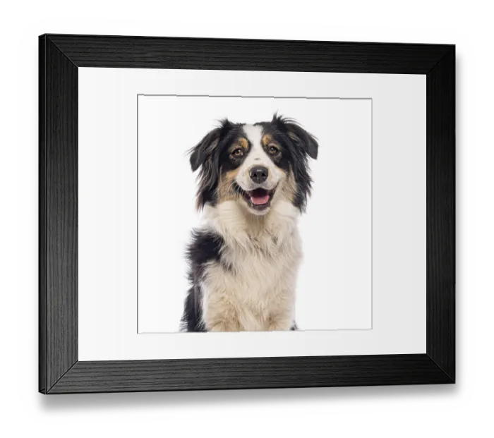 Framed Print : Happy australian shepherd dog panting and showing tongue on white background