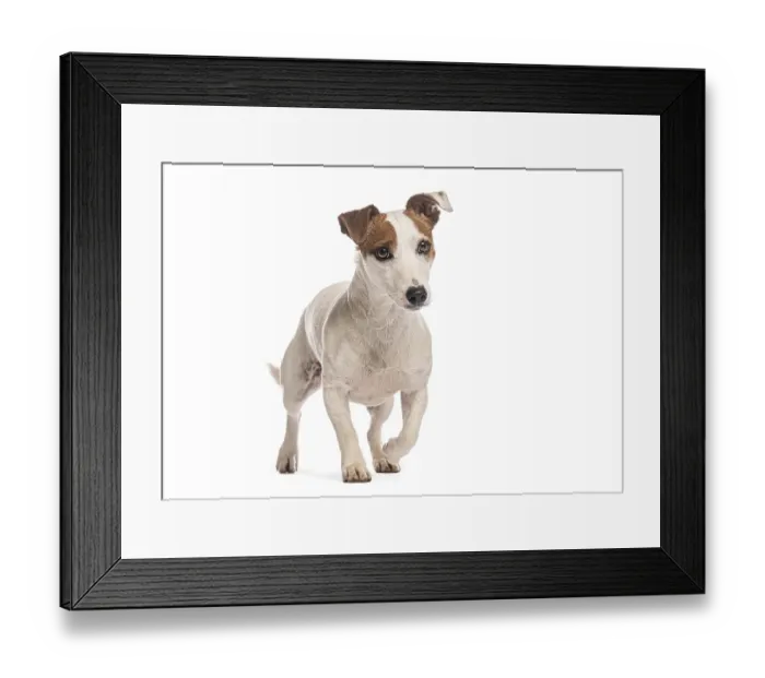 Framed Print : Jack russell terrier walking and looking away from camera Framed Print : Jack russell terrier walking and looking away from camera