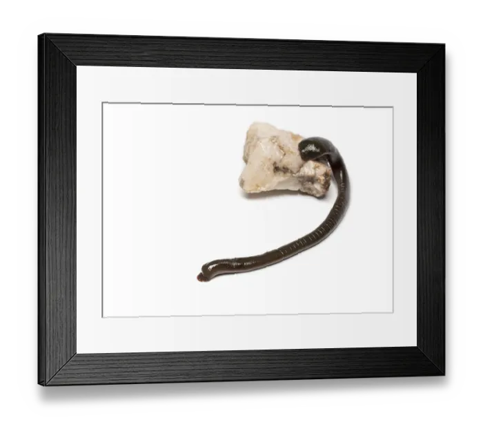 Framed Print : Leech, Trocheta specie, showcasing its segmented body and glistening skin