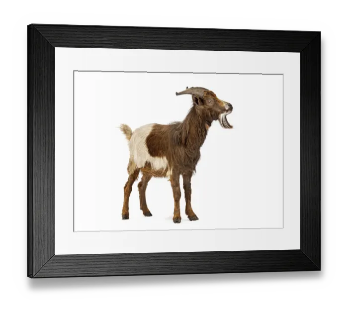 Framed Print : Domestic goat bleating, isolated on white background