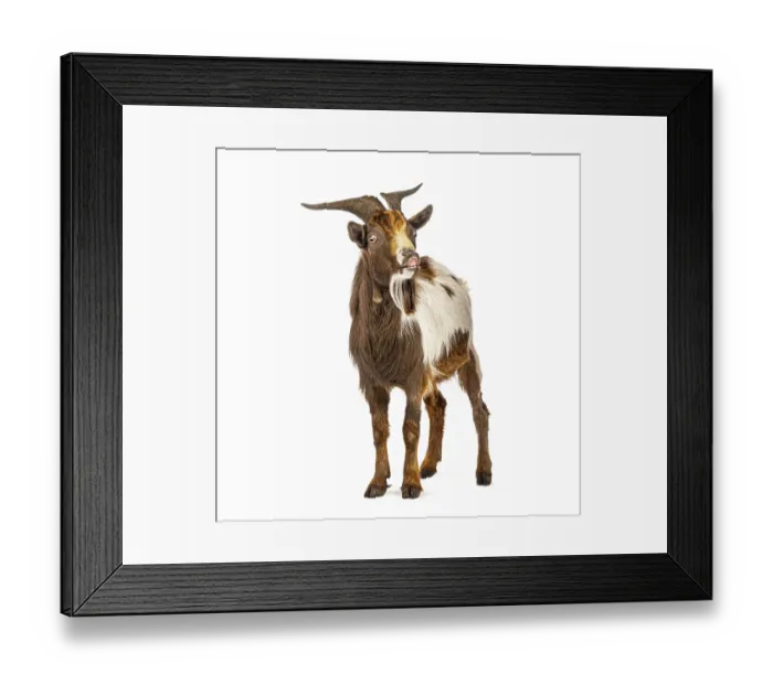 Framed Print : Brown and white goat smelling something and looking funny on white background Framed Print : Brown and white goat smelling something and looking funny on white background