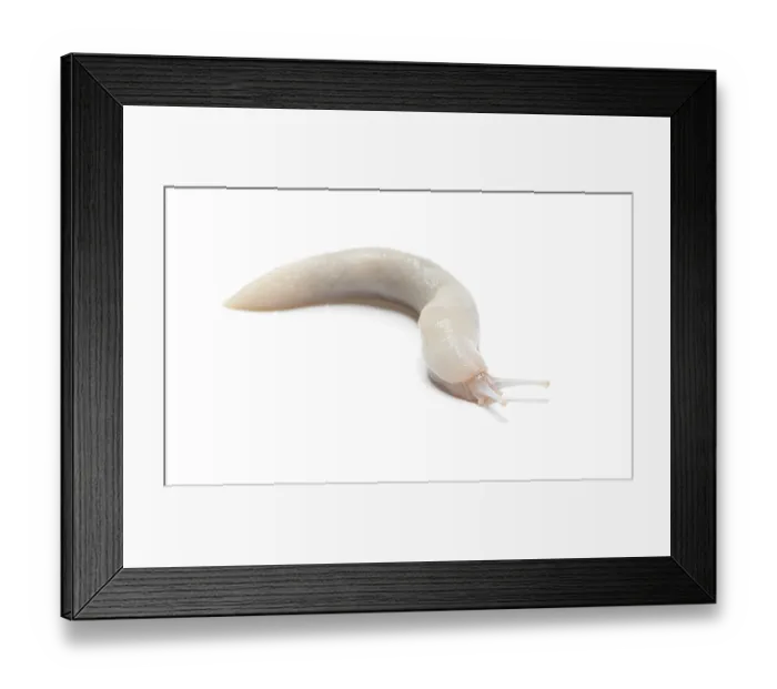 Framed Print : White leopard slug, limax maximus Framed Print : White leopard slug, limax maximus