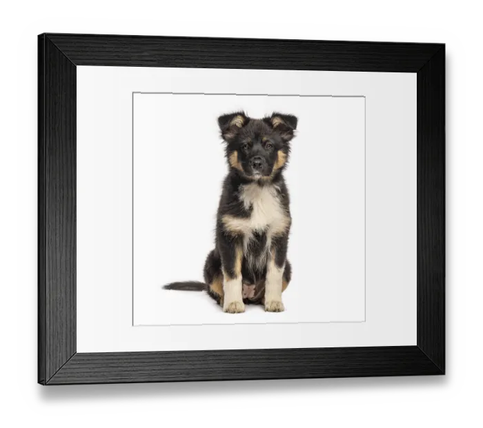 Framed Print : Cute australian shepherd puppy sitting and posing for the camera Framed Print : Cute australian shepherd puppy sitting and posing for the camera
