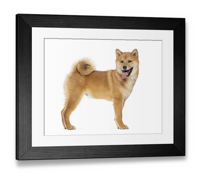 Framed Print : Shiba inu dog standing with mouth open and tongue out