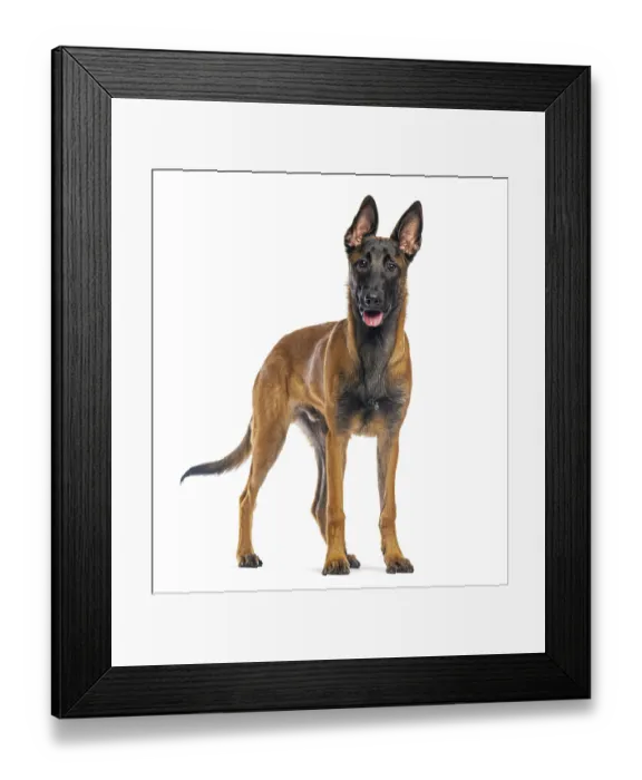Framed Print : Belgian shepherd malinois, also known as the chien de berger belge