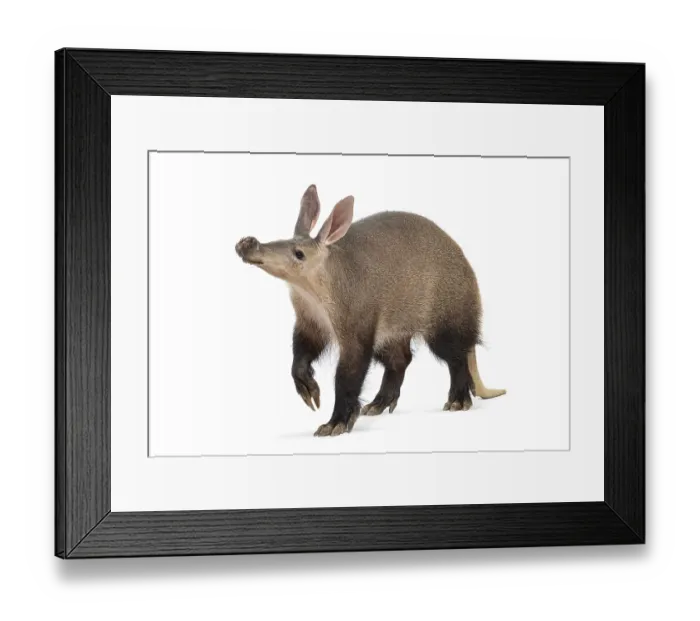 Framed Print : Full length profile of an aardvark walking against a white background Framed Print : Full length profile of an aardvark walking against a white background