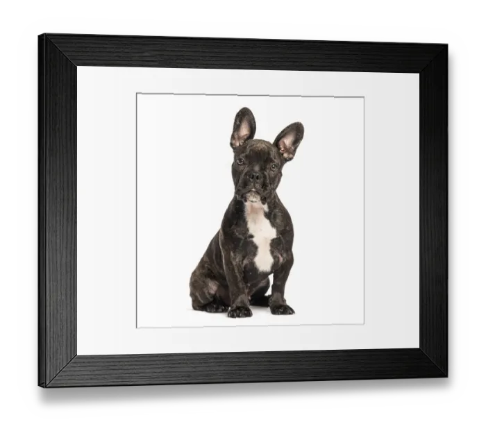 Framed Print : Adorable french bulldog puppy sitting and looking forward