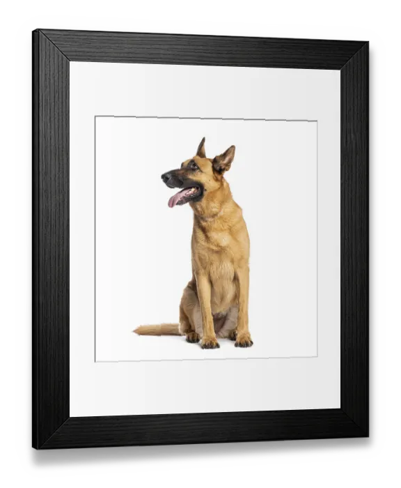 Framed Print : Belgian shepherd dog sitting and panting Framed Print : Belgian shepherd dog sitting and panting