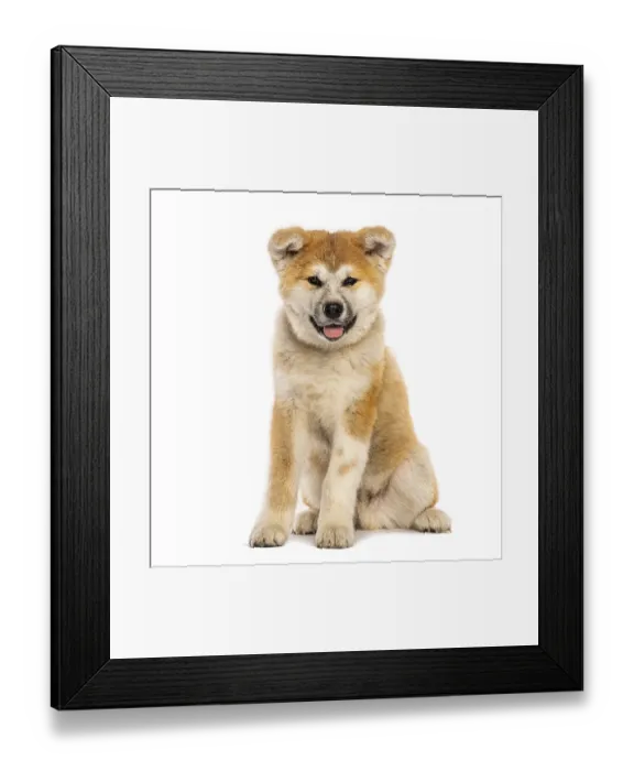 Framed Print : Studio shot of a cute akita inu puppy sitting and panting against a white backdrop
