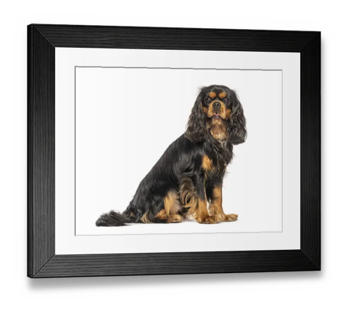 Framed Print : Cavalier king charles spaniel sitting and panting with tongue out Framed Print : Cavalier king charles spaniel sitting and panting with tongue out