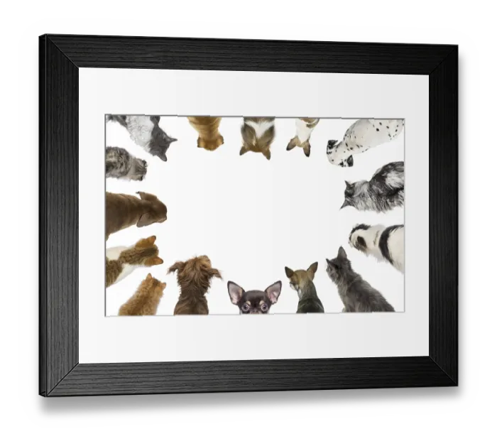 Framed Print : Cats and dogs of different breeds looking down