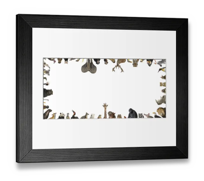 Framed Print : Large group of various wild animals framing empty white copyspace Framed Print : Large group of various wild animals framing empty white copyspace