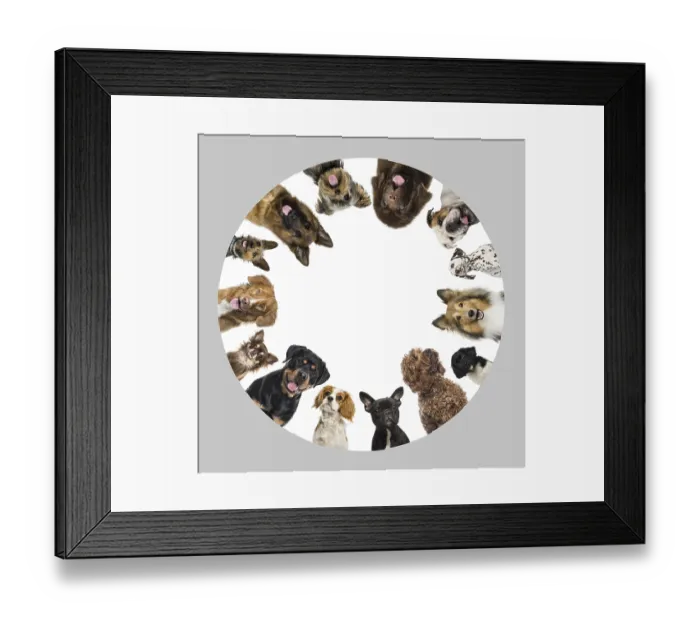 Framed Print : Group of dogs making a circle, panting and looking curious