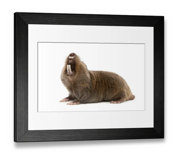 Framed Print : Mole, Mole-rat, Fukomys anselli