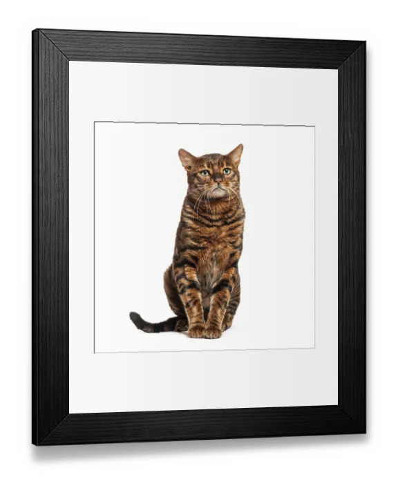 Framed Print : Toyger cat sitting and looking up with a serious expression on a white background