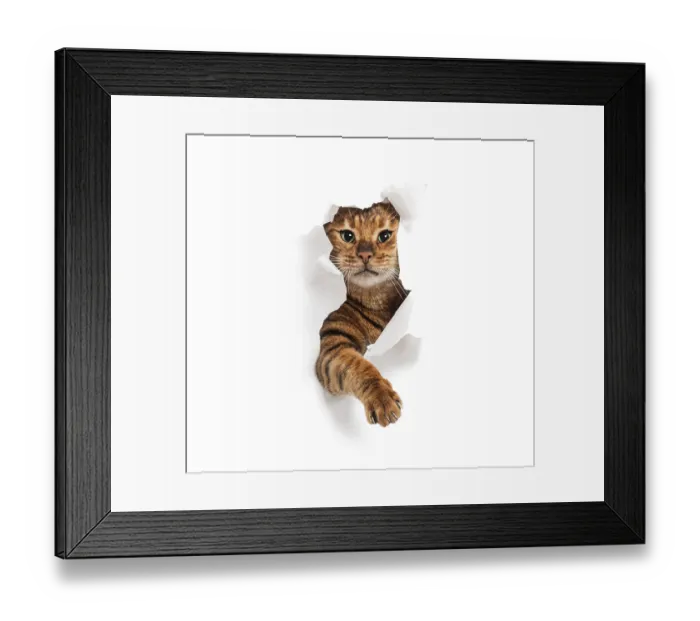 Framed Print : Tabby Toyger cat tearing through a white paper background and reaching out