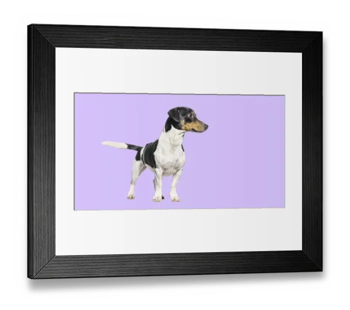 Framed Print : Jack russell terrier looking away